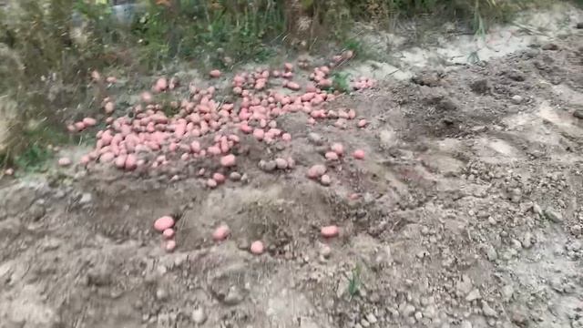 Дачные дела с 3 по 5 сентября. ?Арбузы. #дача смотреть онлайн