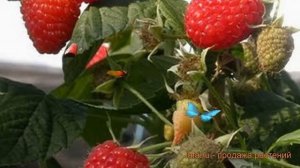 Малина ремонтантная Эрика (rubus idaeus erika) ? малина Эрика обзор: как сажать саженцы малины Эрик