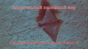 Удивительный подводный мир Скат Орляк обыкновенный под музыку Kenny G.