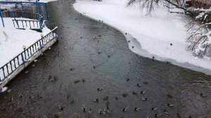 Парк Кузьминки. Аттракцион неслыханной  щедрости ! Кормим хлебом уток.