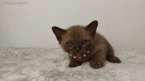 Котятам бурмы 1 месяц