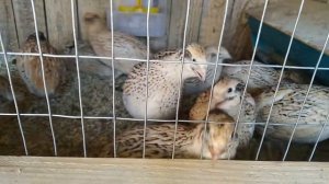 Как я предотвращаю расклев у перепелов.