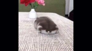 2 Приколы 2019 Подборка Смешные животные Fun 2019 Compilation Funny animals