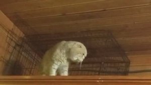 Привет от котика с ОХД
