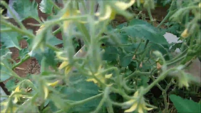 Какие же красивые завязи у томатов!!! смотреть онлайн