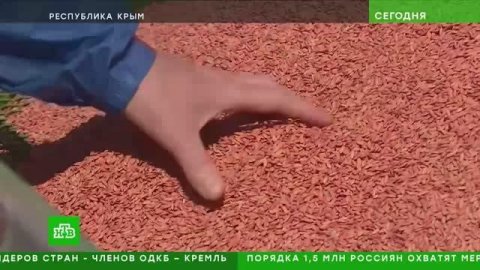В Крыму возродят гектары рисовых полей