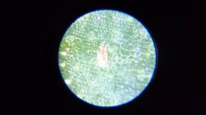 Оберон Рапид от клещей, белокрылки, трипсов, тли/Oberon Rapid against ticks, thrips