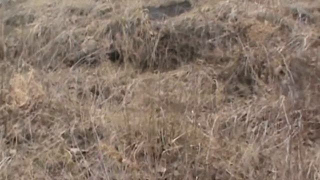 Лесной металлокоп в апреле