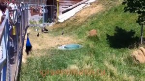 как кричит павлин