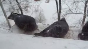 Холод.ок - голуби включают заднюю