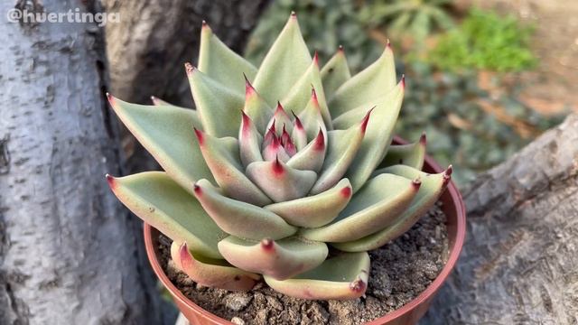 ECHEVERIA AGAVOIDES SIRIUS | Cuidados смотреть онлайн