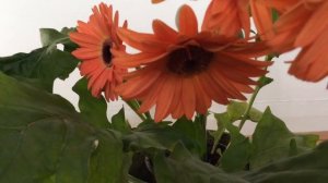 Gerbera Daisy Flowers Blooming In Garden #gerbera #daisy #gardening #worldgardeners