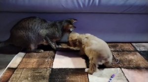 Без кота скукота