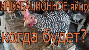 Когда будет инкубационное яйцо?