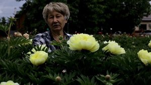 Пион Bartzella. 2017 год