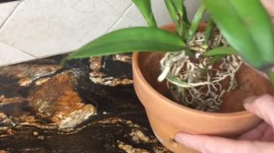 Белый грибок в горшке с каттлеей. Неправильный полив орхидеи? Разложившийся субстрат? Пересадка .