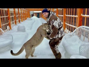 Месси замер от ужаса, увидев открытую дверь! Впечатлительный пума Месси и его долгожданная прогулка