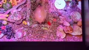 Звёзды в Африке