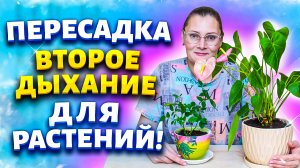 Если хотите красивые комнатные цветы, попробуйте мой способ пересадки и подкормку из скорлупы орехов