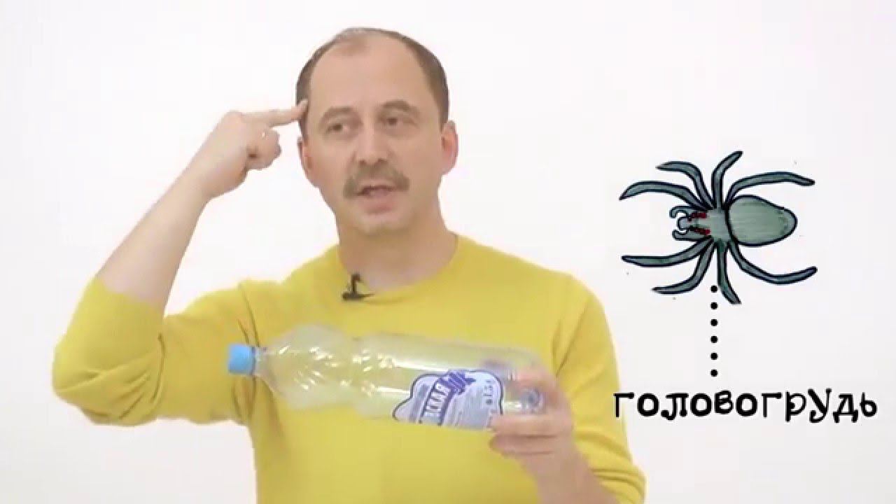Мусорное биомоделирование. Членистоногие. Часть 2.