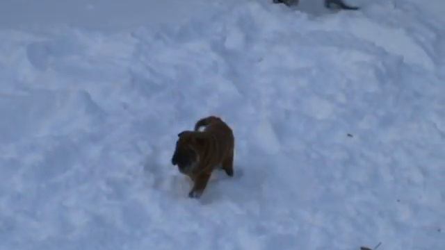 IZ DOMA BSS - sharpei смотреть онлайн