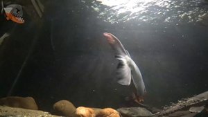 Пиранья крассный паку (Piaractus brachypomus), описание, содержание и уход