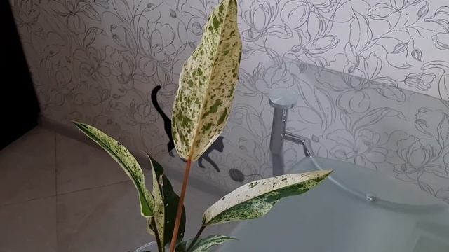 АНТУРИУМ. Коллекция редких антуриумов 13. Антуриумы вариегатные Тайланд