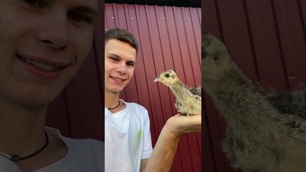 Царская птица в нашем хозяйстве