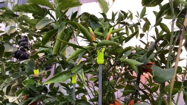 C. clementina "comune" , клементин "подарок из Лысянки" смотреть онлайн