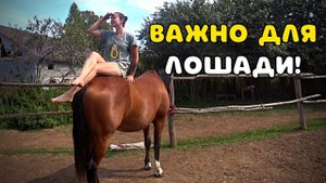 ЭТО ВАЖНО ДЛЯ ЗДОРОВЬЯ ЛОШАДИ. НОВЫМ ИНСТРУМЕНТОМ РАСЧИЩАТЬ КОПЫТА ОДНО УДОВОЛЬСТВИЕ