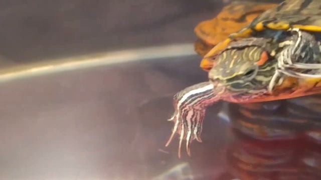 Как черепаха реагирует на палец.Как черепаха греется. смотреть онлайн