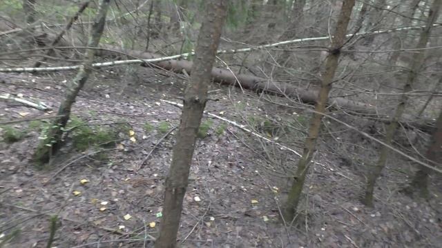 Собираем БЕЛЫЕ ГРИБЫ в СОСНОВОМ БОРУ! Сентябрьские грибы! смотреть онлайн