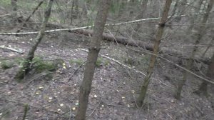 Собираем БЕЛЫЕ ГРИБЫ в СОСНОВОМ БОРУ! Сентябрьские грибы!