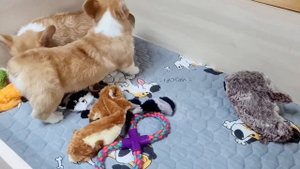 Вельш корги пемброк девочки 3 месяца