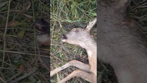 солонец для косули и горе охотники
