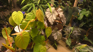 Большая ПЕРЕСАДКА комнатных ЦВЕТОВ ? ИЗБАВЛЯЮСЬ от ВСЕХ остатков. ЧЕРЕНКУЮ. Спасаю ЗАЛИТЫЕ.