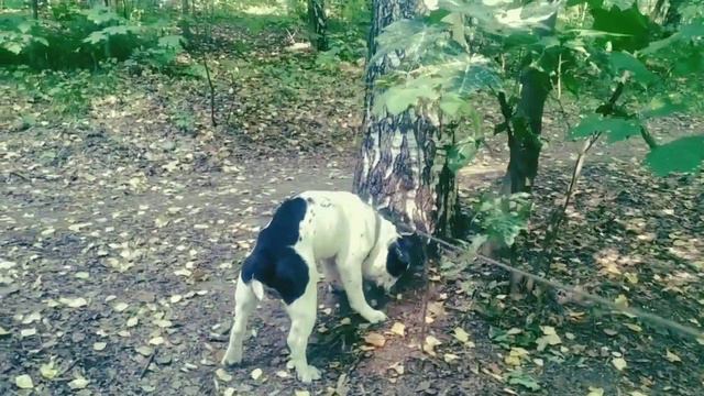 #напрогулке В #лес с французским бульдогом