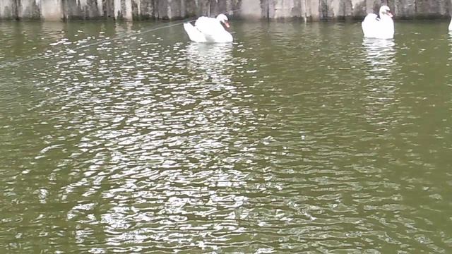 Птицы в городском парке. Чтобы нервы успокоить, посмотрите этот ролик) смотреть онлайн