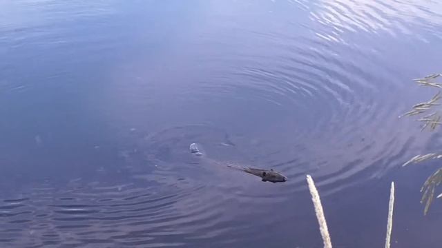 Выдра и бобёр в Лидском районе смотреть онлайн