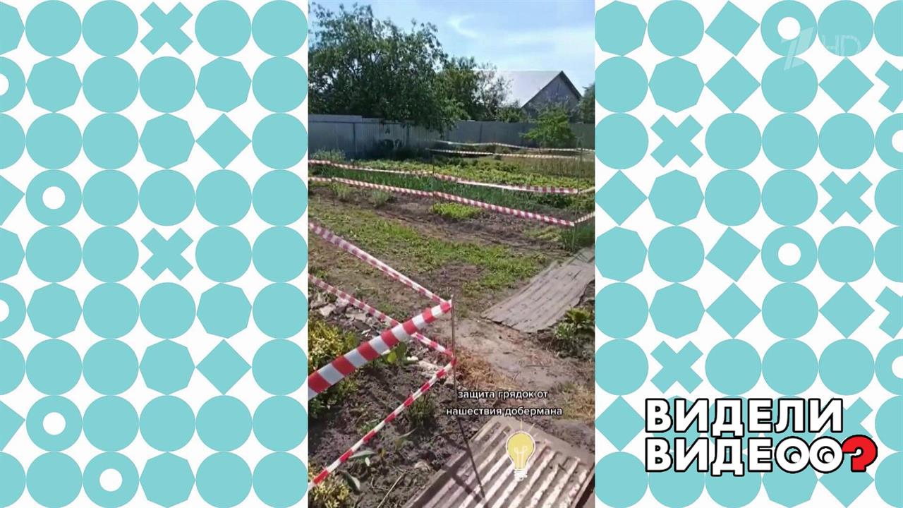 Видное видео. Грядки 2021.