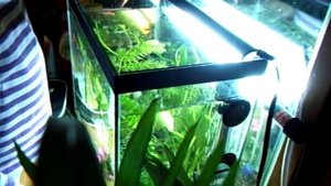 Красота! Рыбки выпрыгивают из аквариума