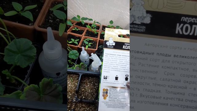 9.03.23. сажаю лук из семян,петуния радует,п/ острый перец. смотреть онлайн