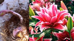 ЛИЛИЯ- РОЗА ТАЛИТА. ROSELILY. НОВАЯ ЛИЛИЯ ДЛЯ ВАШЕГО САДА!  / ОСЕННЯЯ ПОСАДКА ЛИЛИИ