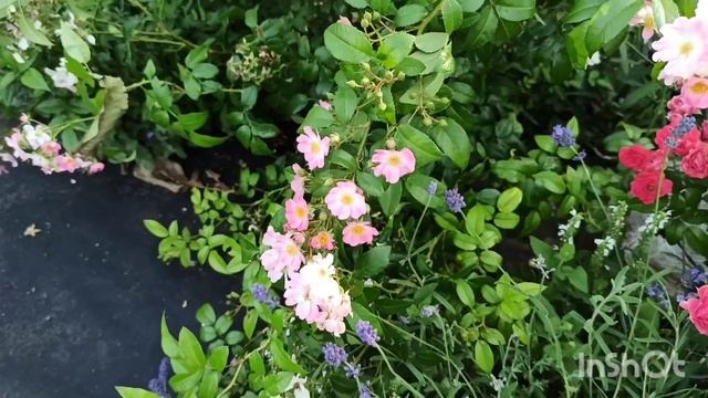 ??Без обработок, не едят жуки, цветут всё лето! Мечта? Реальность!?? смотреть онлайн