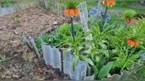 Растение от кротов