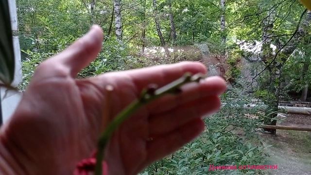 РАСХЛАМЛЕНИЕ НА ОКНЕ #Дневникоптимистки