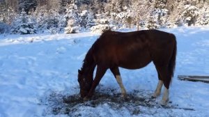 Как кормить лошадь зимой
