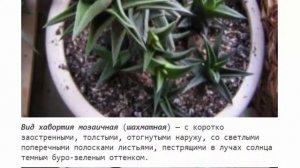 Хавортия уход в домашних условиях полив пересадка размножение