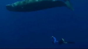 Невероятно, Рвота кашалота» стоит дороже золота. Кто платит за нее миллионы долларов? Амбра