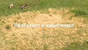 Соседи вредители. Колики и ламинит. Лошадь спасло лишь чудо.